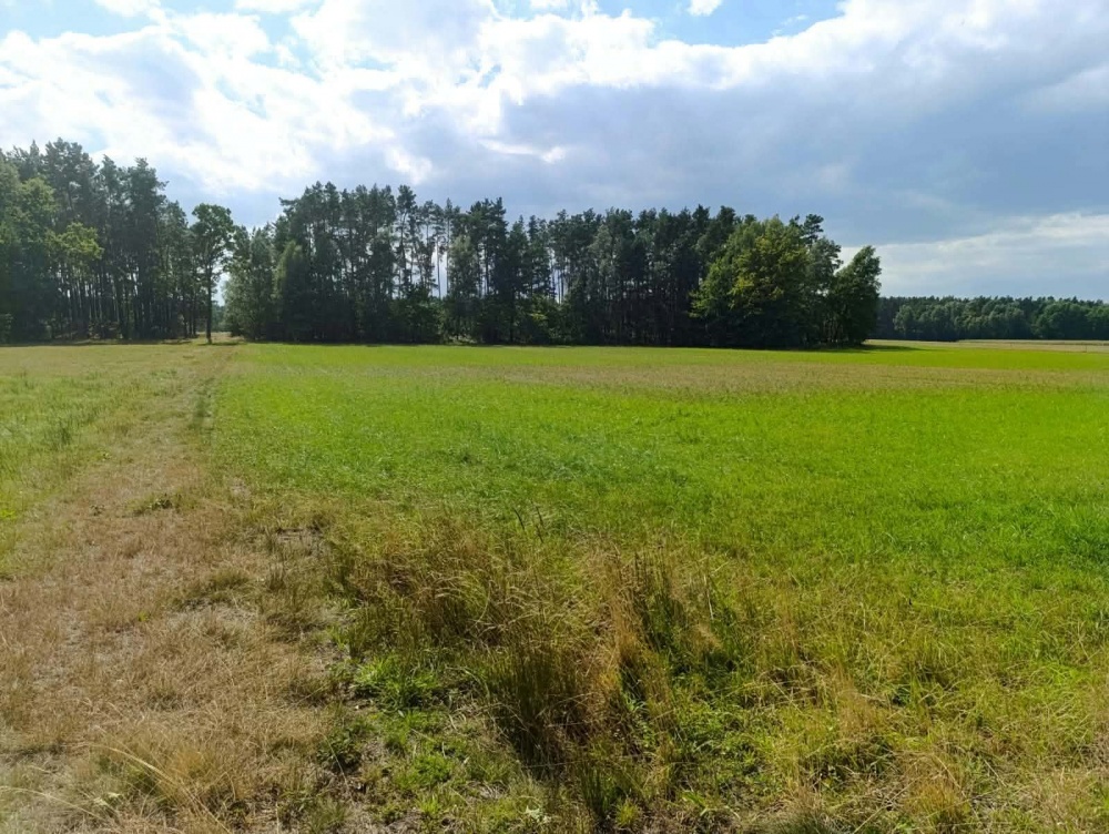 Siedlisko 3,57 ha z zabudowaniami i własnym lasem – Siedlików k. Ostrzeszowa - 9