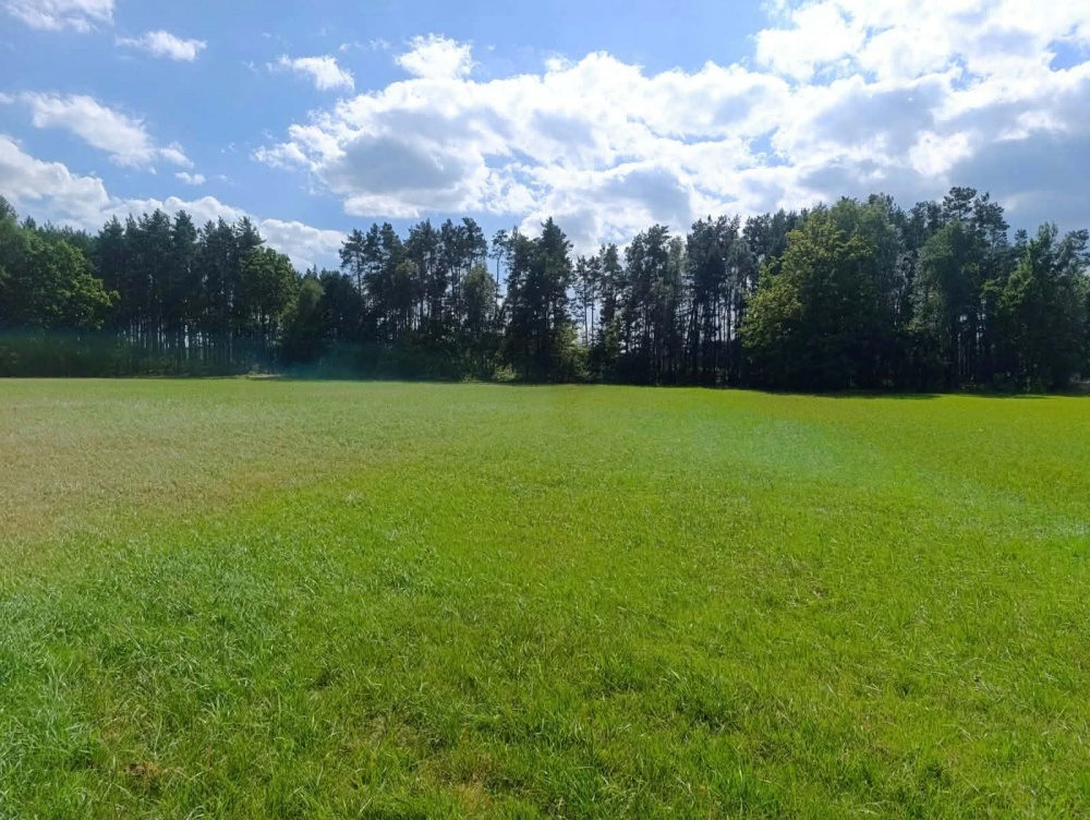 Siedlisko 3,57 ha z zabudowaniami i własnym lasem – Siedlików k. Ostrzeszowa - 10